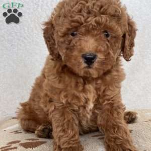 Twinkle, Mini Goldendoodle Puppy